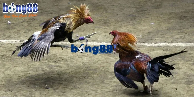 Mẹo chọn chiến kê có khả năng chiến thắng cực chuẩn